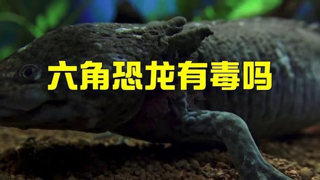 養(yǎng)六角恐龍魚有毒嗎