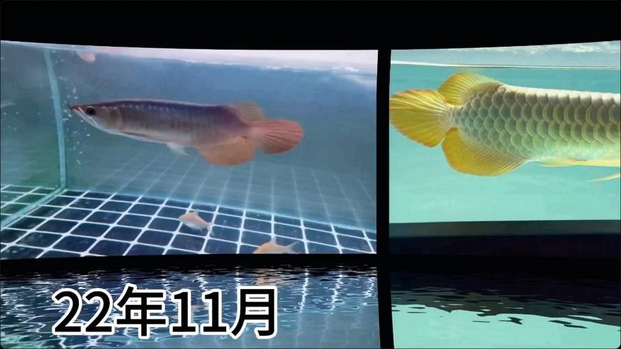 紅龍魚上色秘訣圖片欣賞
