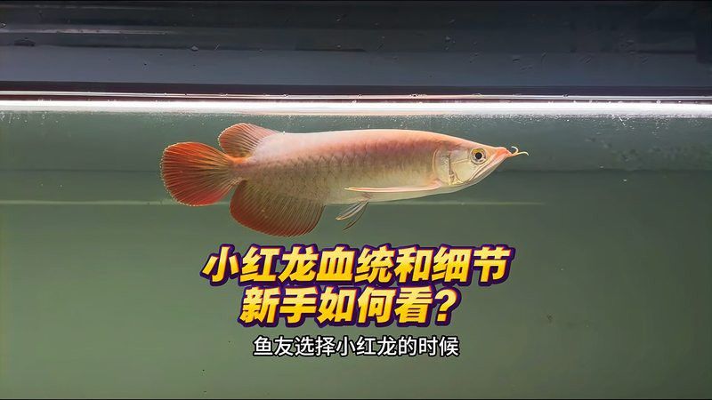 紅龍魚上色秘訣圖片欣賞