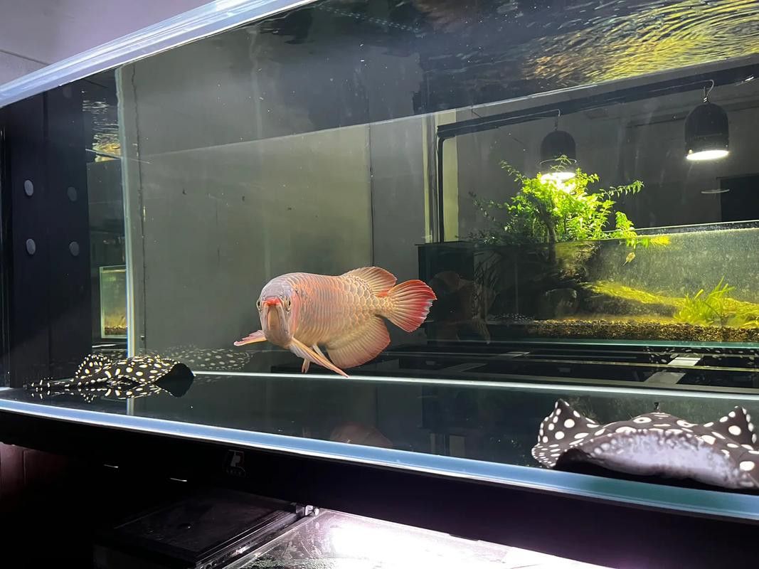 紅龍魚(yú)喂什么最容易發(fā)色呢
