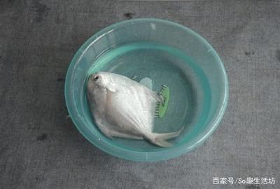 龍魚喂凍魚前怎么處理消毒的方法：喂龍魚凍魚之前的處理和消毒方法