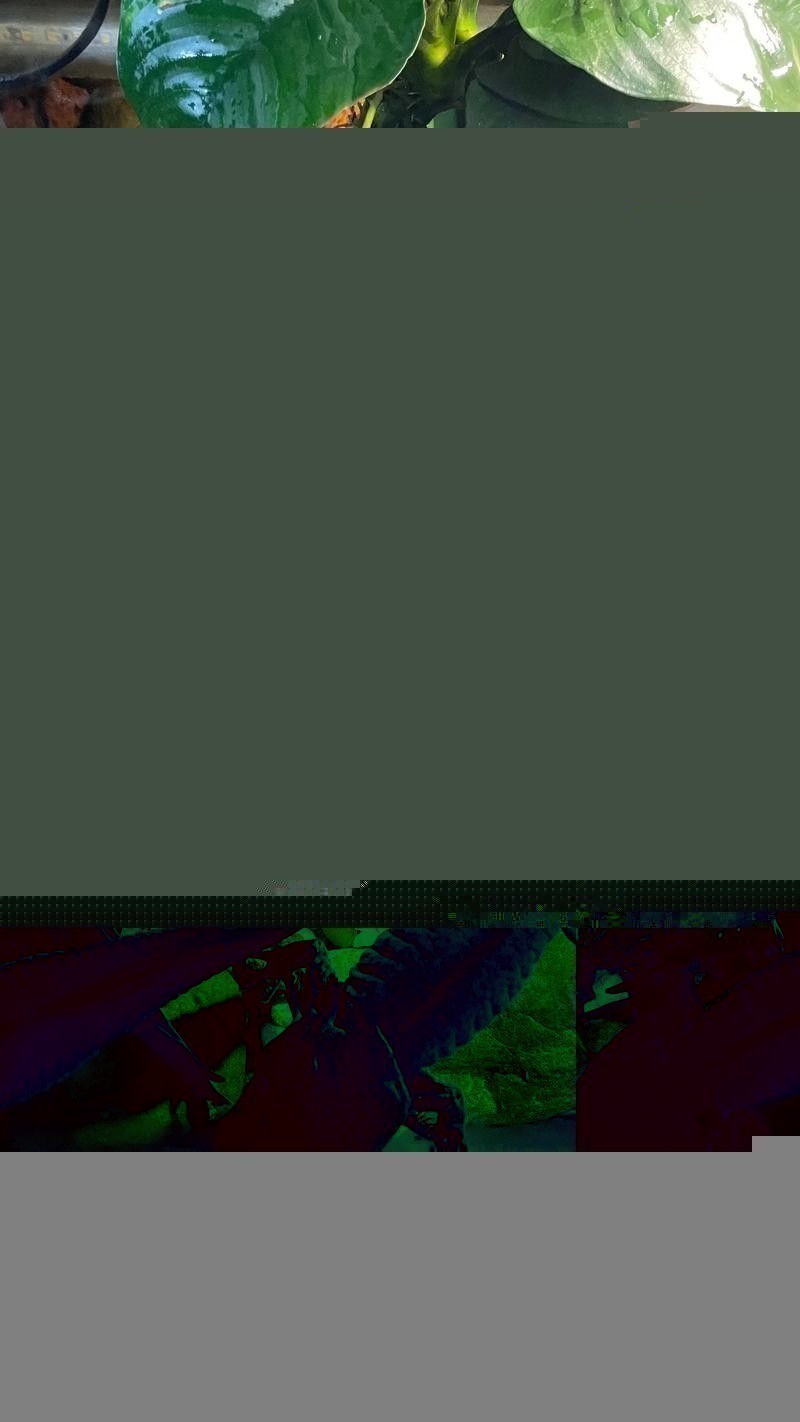 六角恐龍魚怎樣飼養好