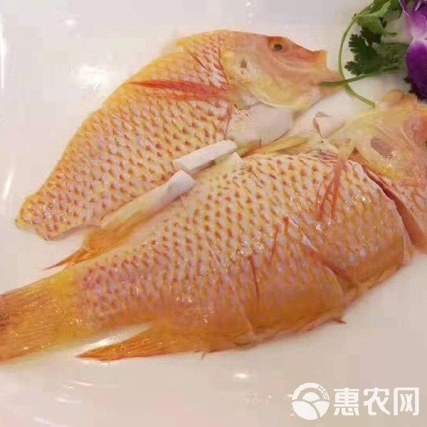 黃龍魚大概多少錢一只圖片