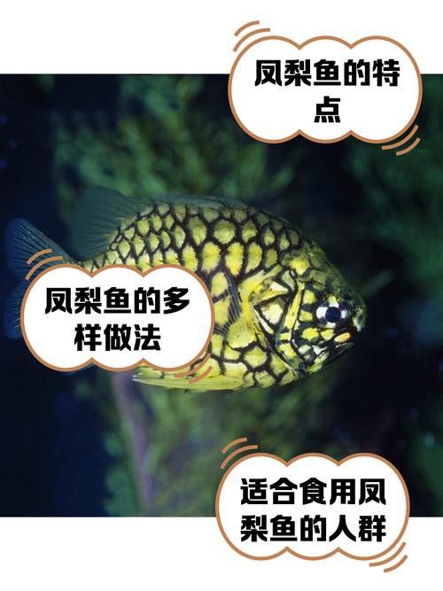 推薦一些適合與龍魚混養(yǎng)的底層魚