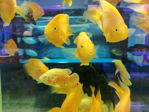 推薦一些適合與龍魚混養(yǎng)的底層魚