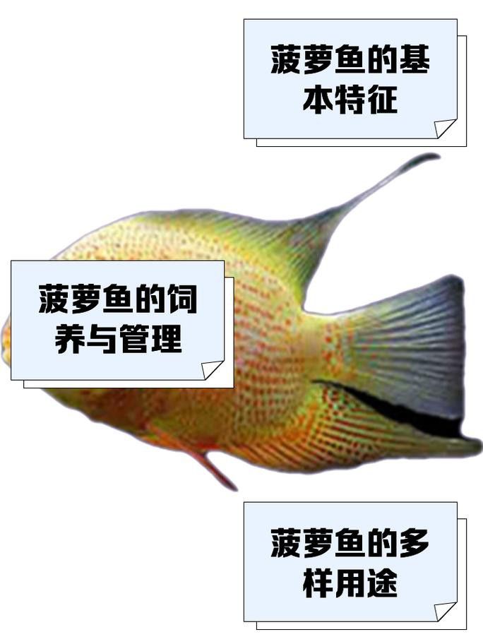 推薦一些適合與龍魚混養(yǎng)的底層魚
