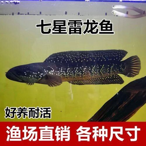 錦鯉和雷龍魚能混養嗎圖片