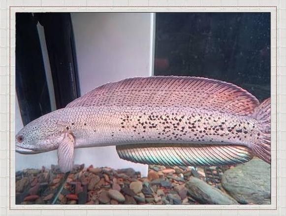 錦鯉和雷龍魚能混養嗎圖片
