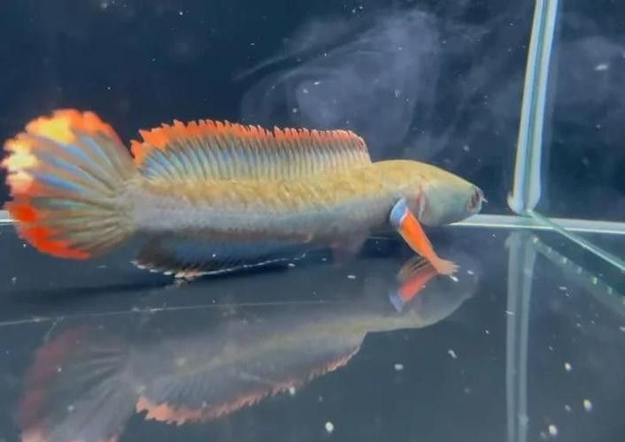 錦鯉和雷龍魚能混養嗎圖片