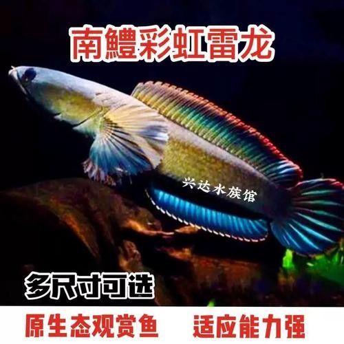 錦鯉和雷龍魚能混養嗎圖片