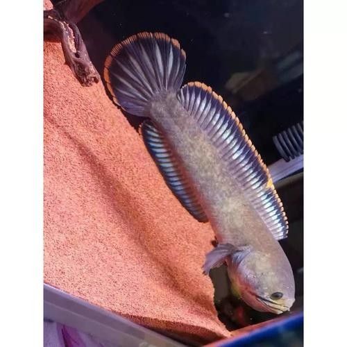 錦鯉和雷龍魚能混養嗎圖片
