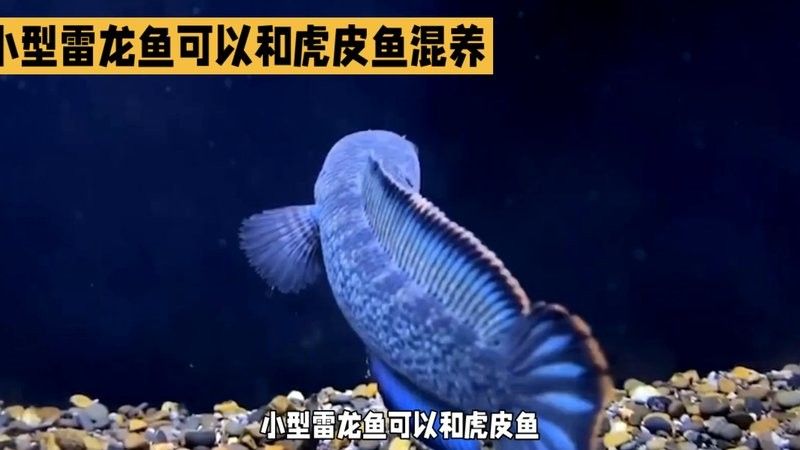 錦鯉和雷龍魚能混養嗎圖片