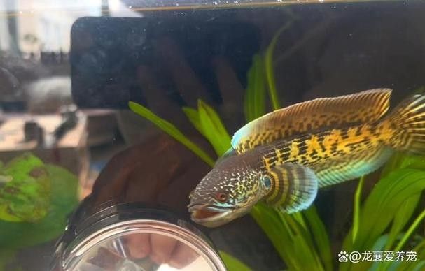 錦鯉和雷龍魚能混養嗎圖片