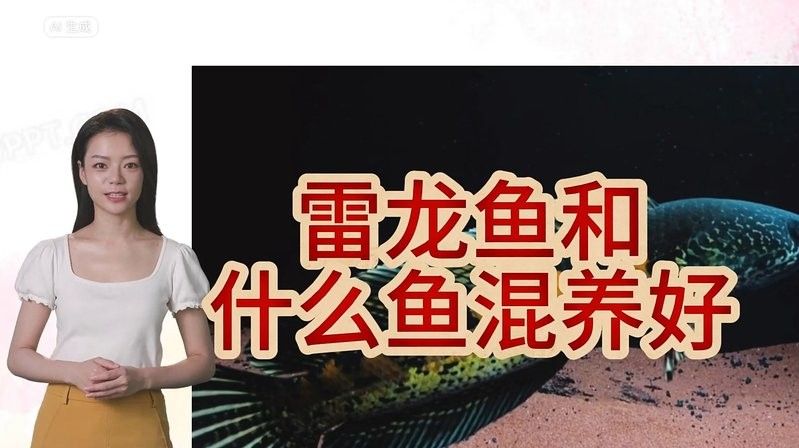 錦鯉和雷龍魚能混養嗎圖片