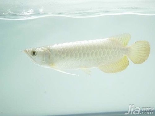 白色銀龍魚，如何鑒別優質銀龍魚