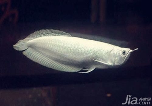 白色銀龍魚，如何鑒別優質銀龍魚