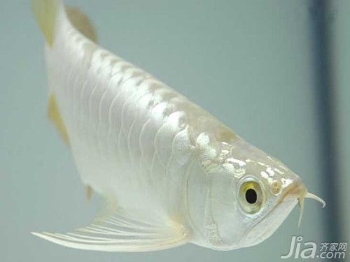 白色銀龍魚，如何鑒別優質銀龍魚