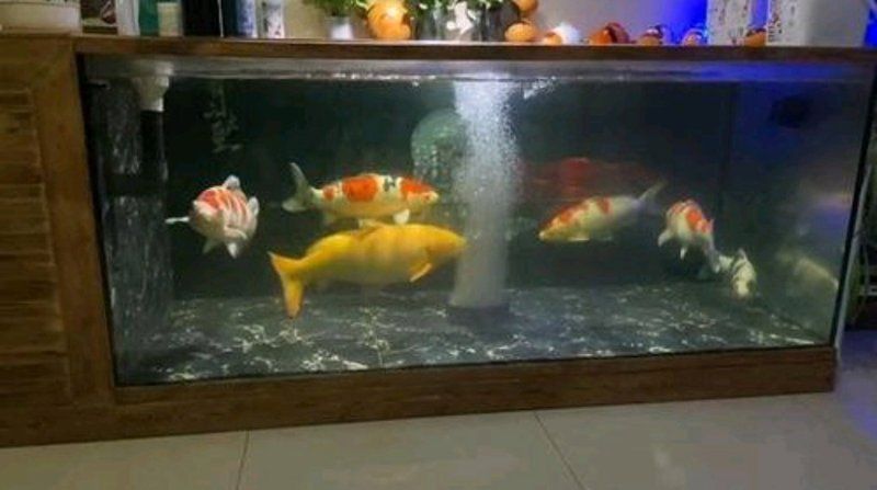 錦鯉為何不能隨便養