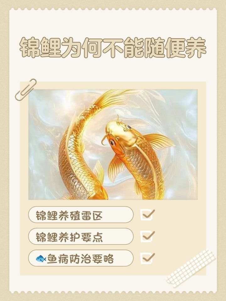 錦鯉為何不能隨便養