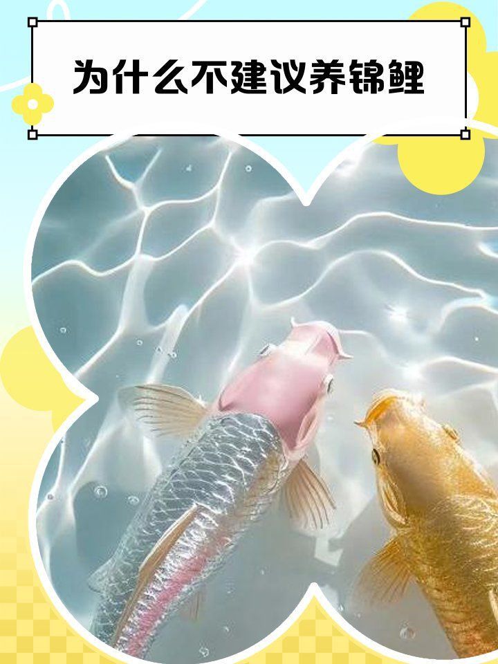 錦鯉為何不能隨便養
