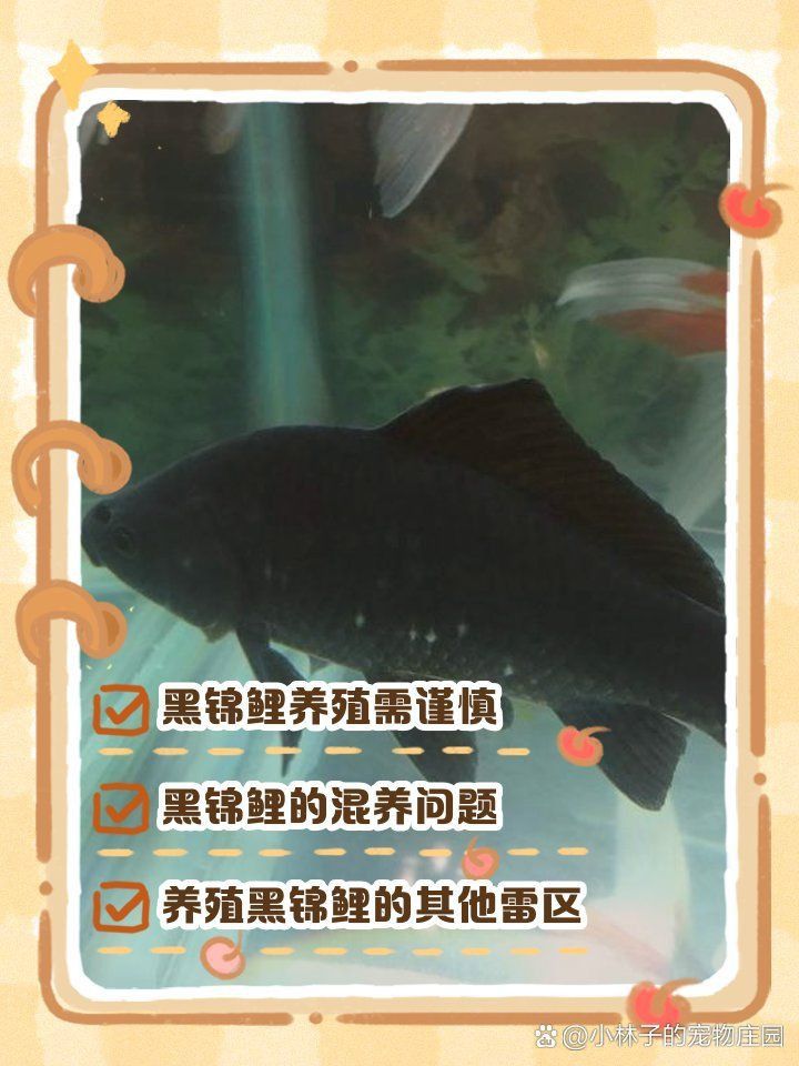 錦鯉為何不能隨便養