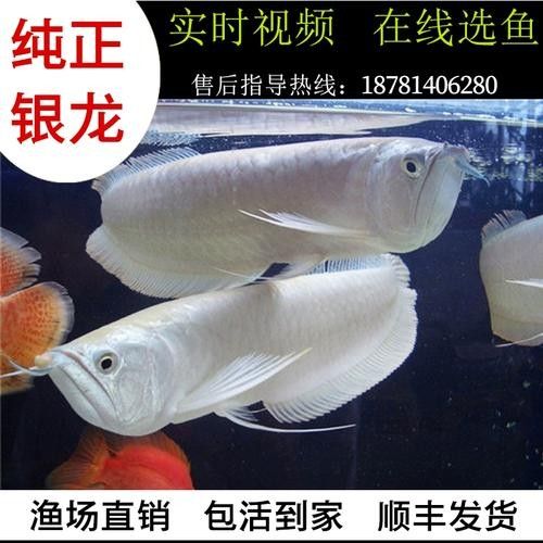 銀龍魚發(fā)色過程圖片大全高清
