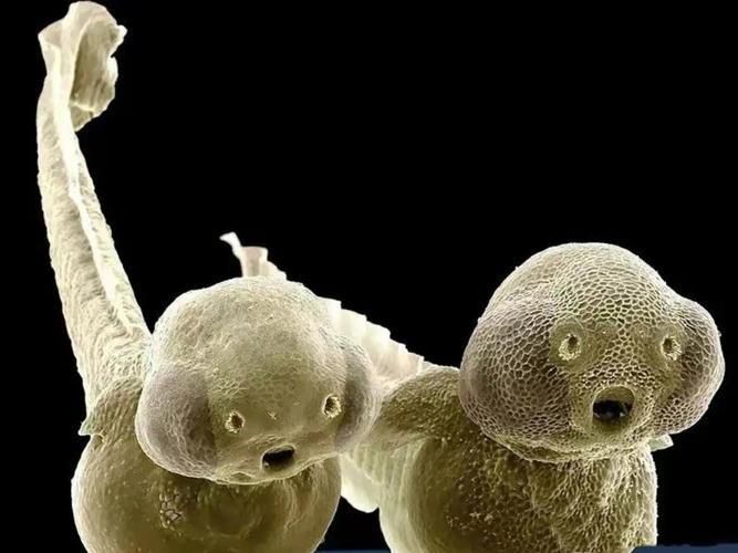 龍魚土霉素用法用量（使用土霉素治療龍魚腸炎時）