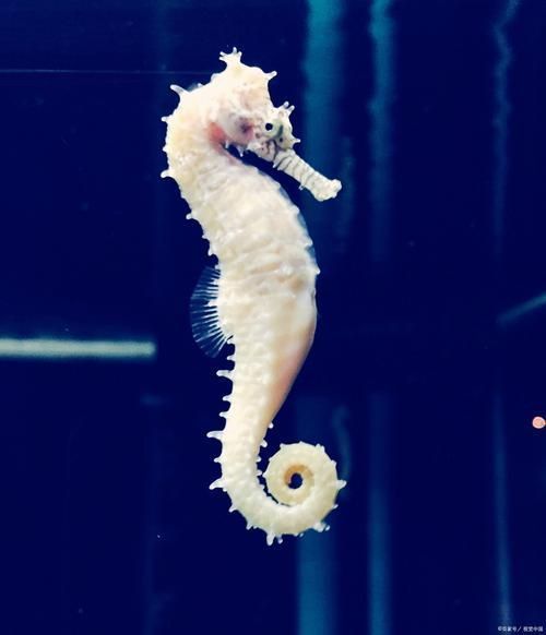 龍魚土霉素用法用量（使用土霉素治療龍魚腸炎時）