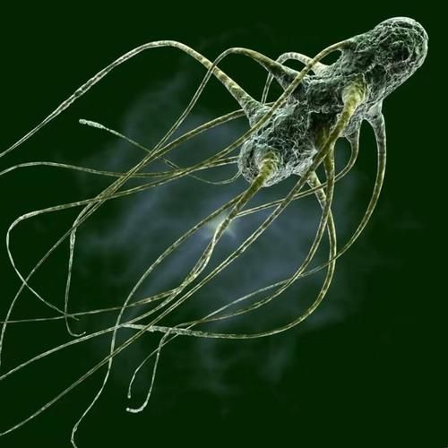 龍魚土霉素用法用量（使用土霉素治療龍魚腸炎時）
