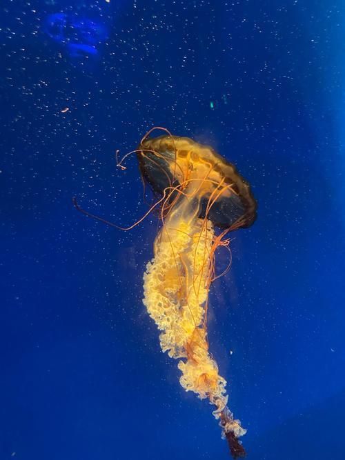 龍魚土霉素用法用量（使用土霉素治療龍魚腸炎時）