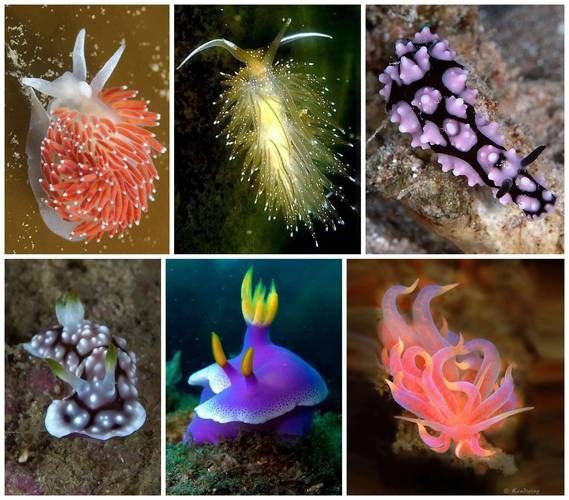 龍魚土霉素用法用量（使用土霉素治療龍魚腸炎時）