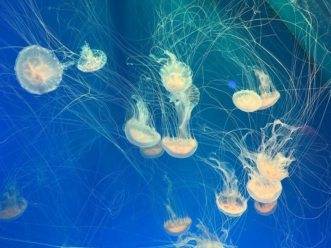 龍魚土霉素用法用量（使用土霉素治療龍魚腸炎時）