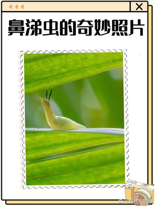 龍魚土霉素用法用量（使用土霉素治療龍魚腸炎時）