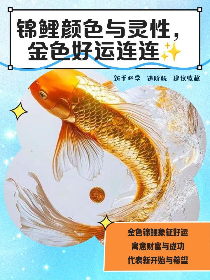 錦鯉靈性最強的三個顏色