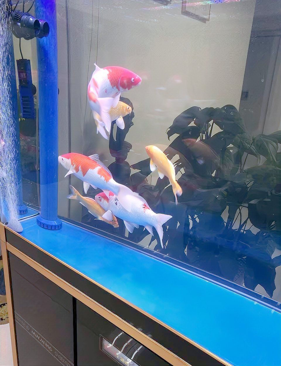 錦鯉靈性最強的三個顏色