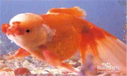 金魚頭頂發白怎么處理