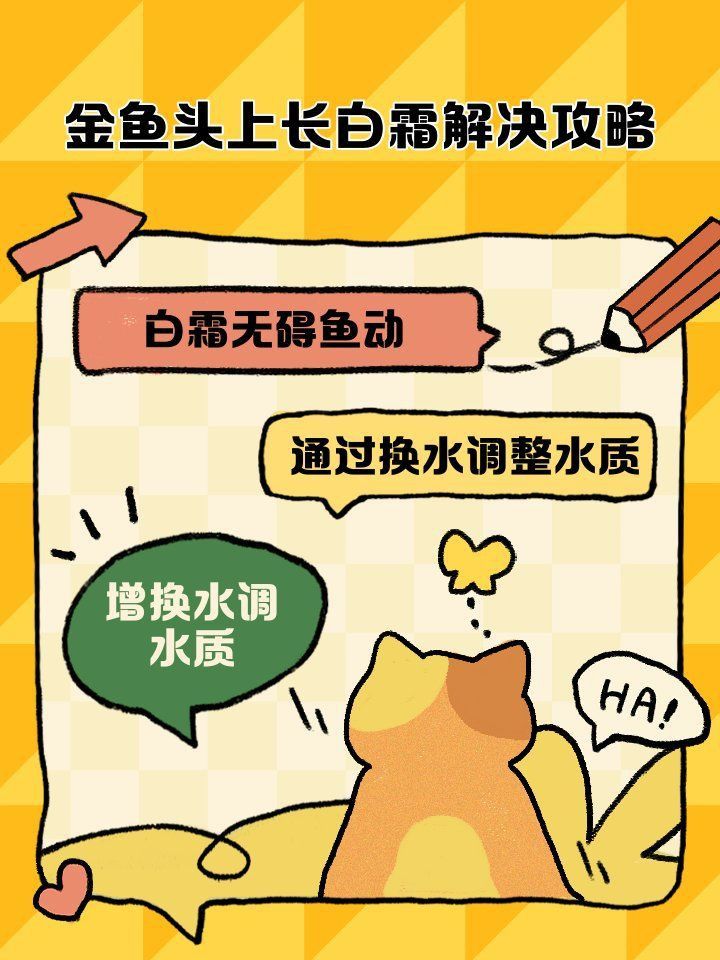 金魚頭頂發白怎么處理