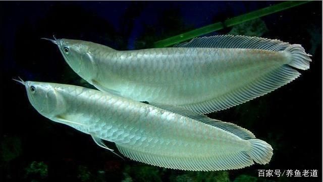 銀龍魚與白子銀版魚的飼養(yǎng)成本對(duì)比：銀龍魚與白子銀龍魚的市場價(jià)格