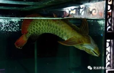 龍魚必須打氧嗎：龍魚可以喂活食嗎
