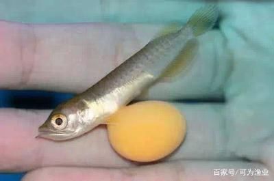 龍魚的水溫大約多少度警察局照片：龍魚適宜生長的水溫范圍是多少