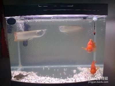 龍魚缸多大：龍魚缸大小取決于您打算在其中養殖的魚類數量和大小
