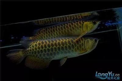 和興龍魚官網首頁：關于和興龍魚官網首頁