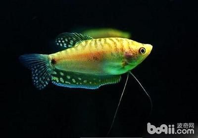 龍魚的生長周期：關于龍魚的生長周期的詳細信息