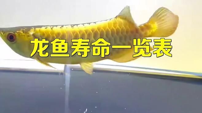龍魚一般能活多少年