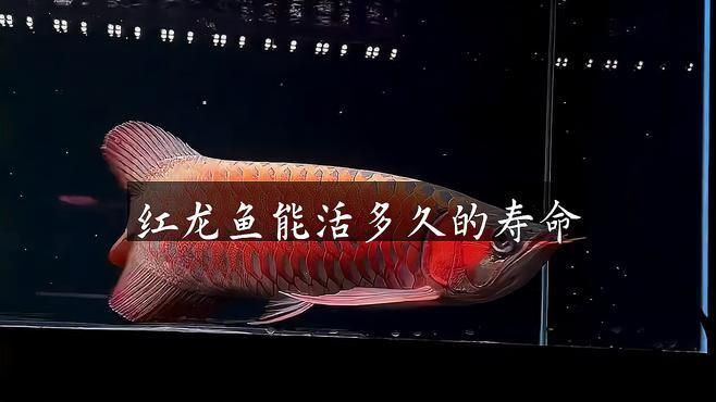 龍魚一般能活多少年