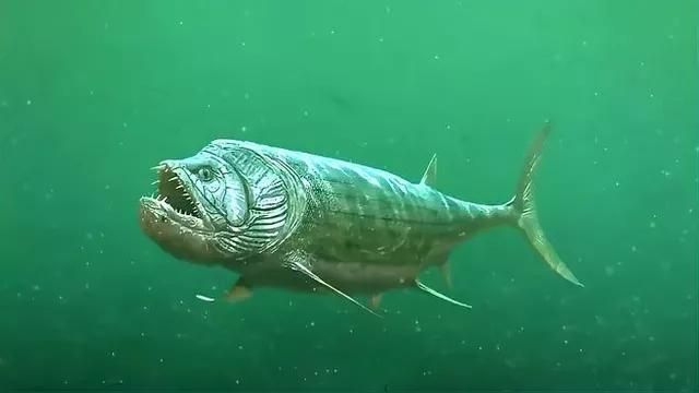恐魚 龍魚百科 第1張 恐魚 恐魚 龍魚百科 第1張