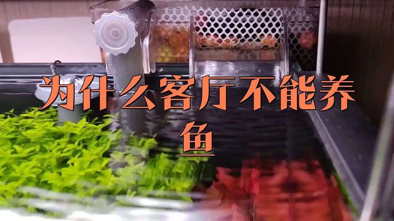 為什么不建議家里養魚