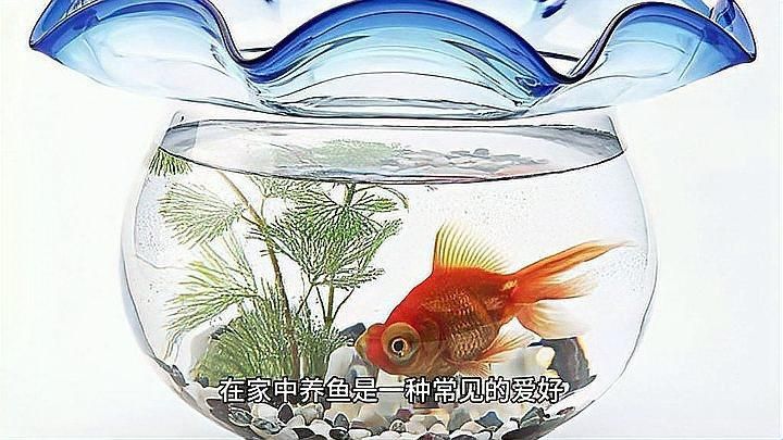為什么不建議家里養魚