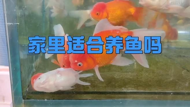 為什么不建議家里養魚