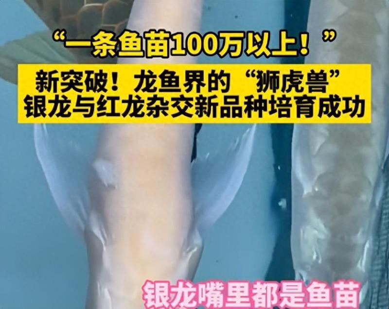 龍魚缸怎么選擇好壞啊：張國煒博士張國煒博士張國煒博士張國煒博士張國煒博士